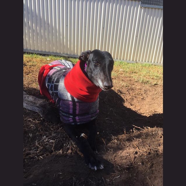 Photo of Speedy