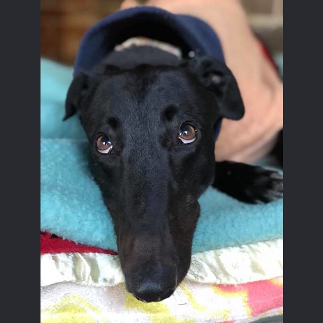 Photo of Gomez (Adoption Pending)