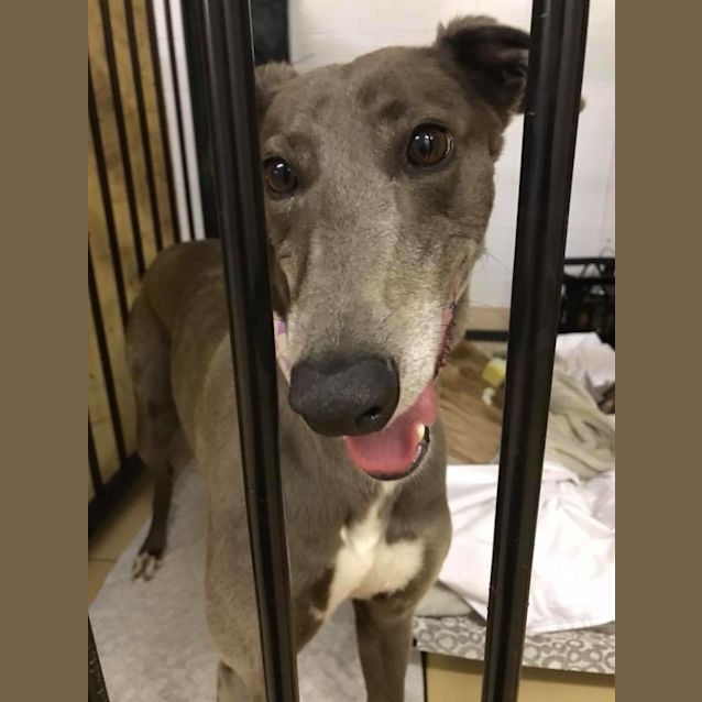 Photo of Bluebell (Adoption Pending)