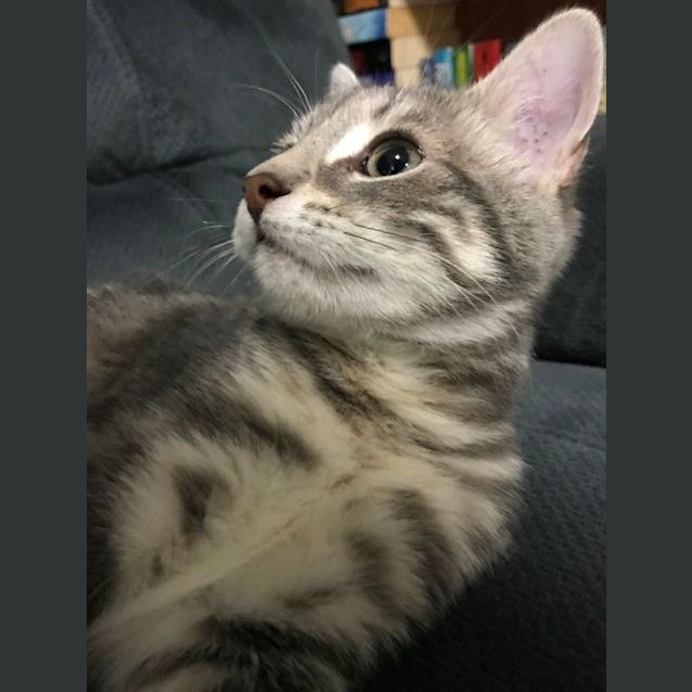 Photo of Shadow