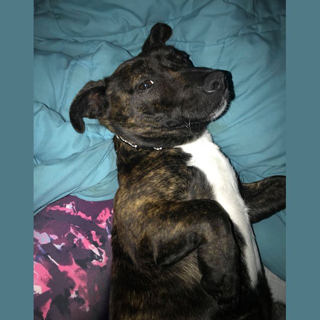 Photo of Marshal **On Trial**