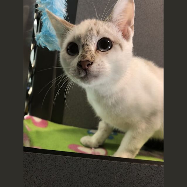 Photo of Minka