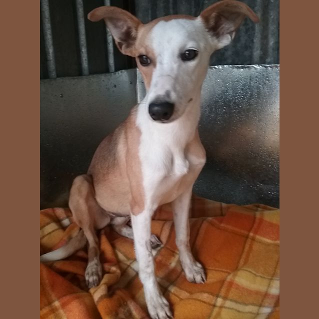 Photo of Ferrarri  Mustang And  Porsche