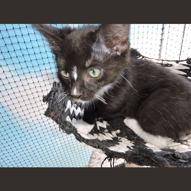 Photo of Mac @ Petstock Marsden Park