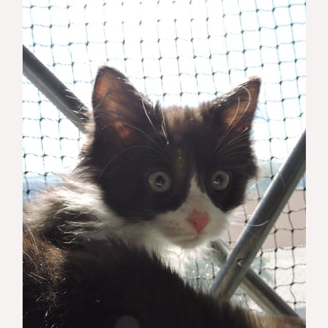 Photo of Otto