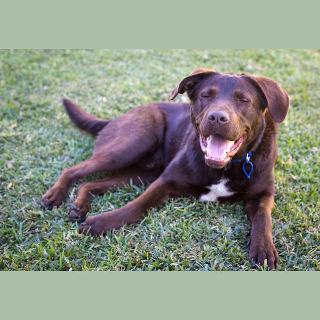 Photo of Tucker ~ 2yo Labrador X Kelpie (On Trial 23/8/18)
