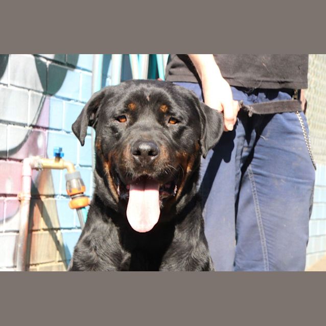 Photo of Tyson ** Pure Breed Rottweiler **