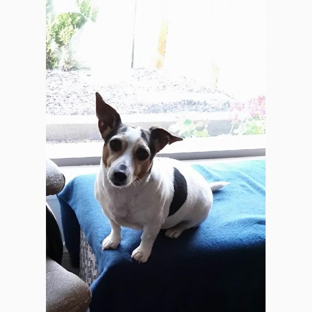 Photo of Daisy