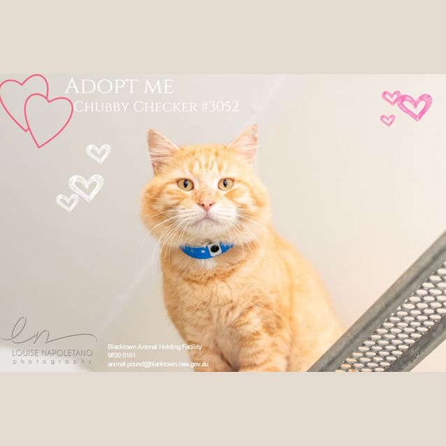 Photo of Chubby Checker (3052)