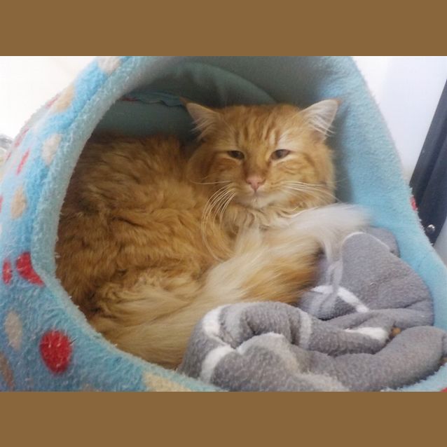 Photo of Peanut