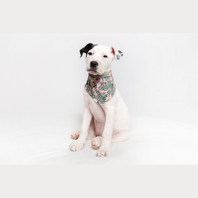 Photo of Ruby 