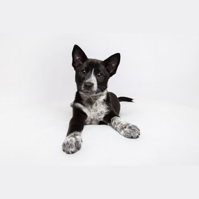 Photo of Shira