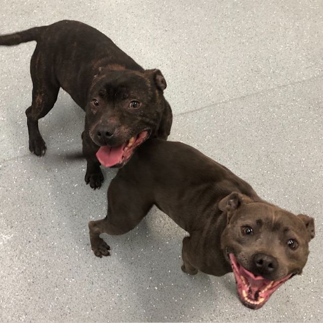 Photo of Ruby & Tank