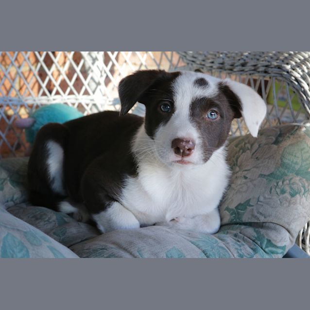 Photo of Dot