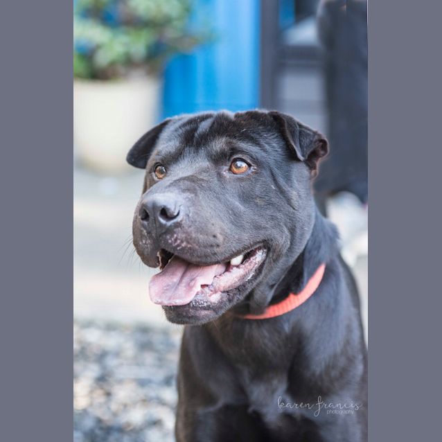 Photo of Grover