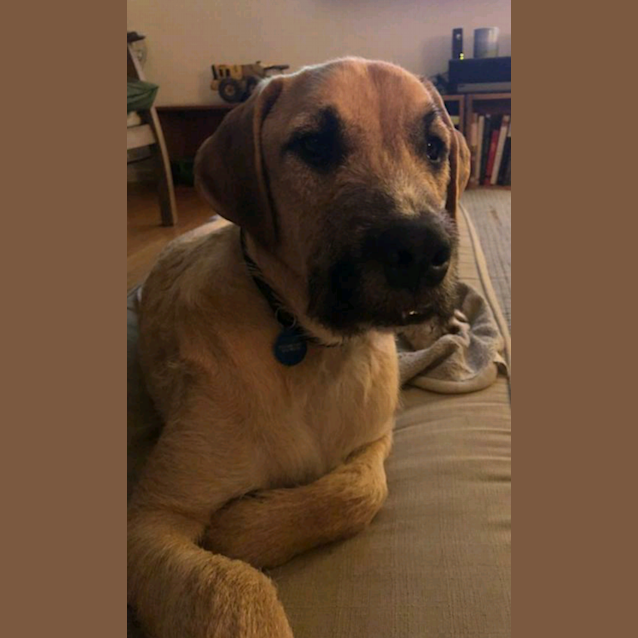 Photo of Diesel