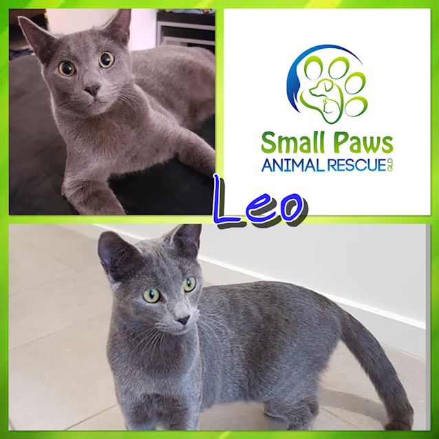 Photo of Leo 