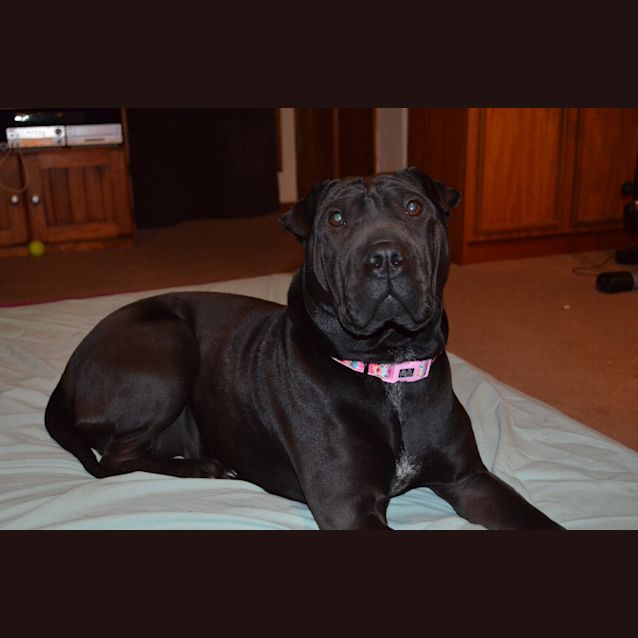 Photo of **On Trial** Chance 