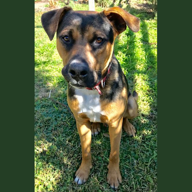 Photo of Scooby 