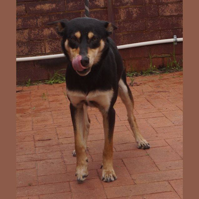 Photo of Drover