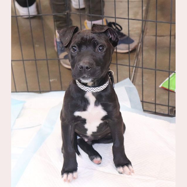 Photo of Handsome Chomp