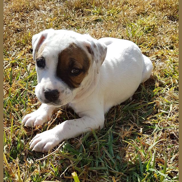 Photo of Sweet Molly 