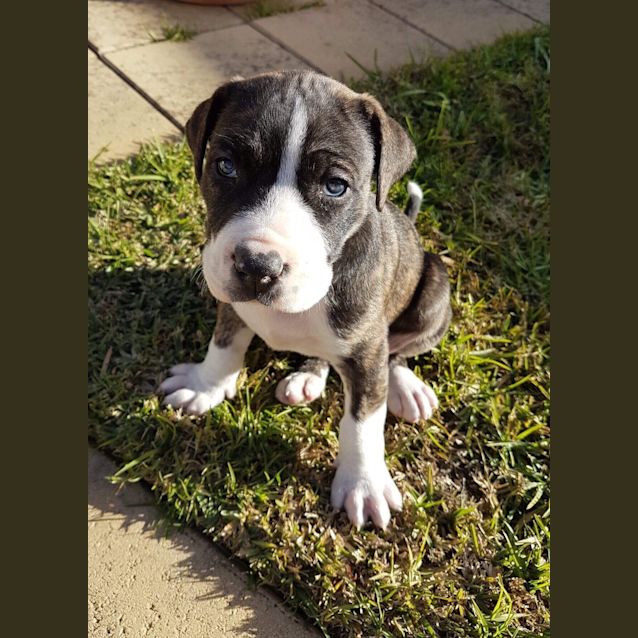 Photo of Adorable Arthur 