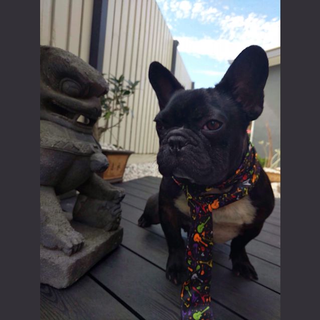 Photo of Taz