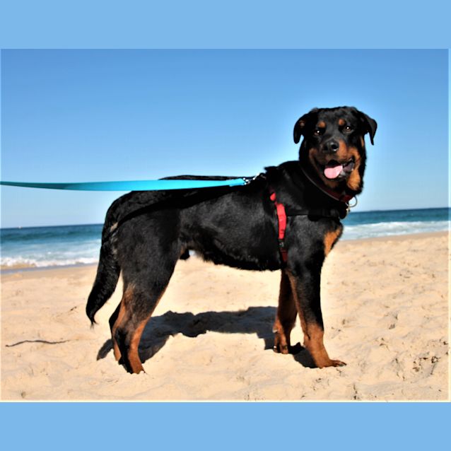 Photo of Bundy ~ Rottweiler X (On Trial 24/8/18)