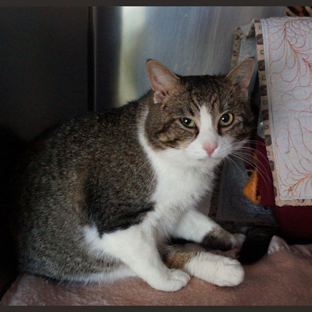Photo of Bronco