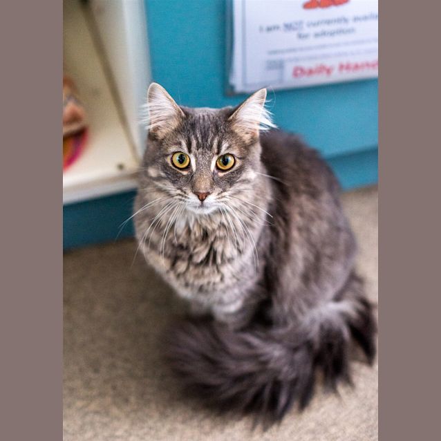 Photo of Oscar