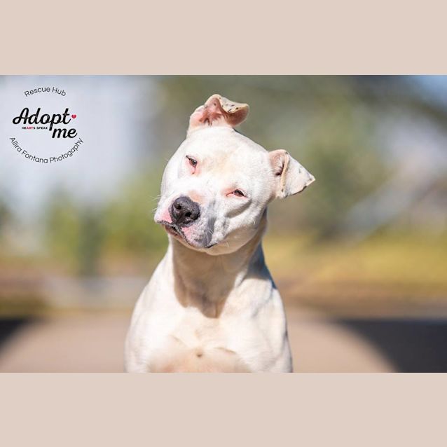 Photo of Billy (Pcc 453)