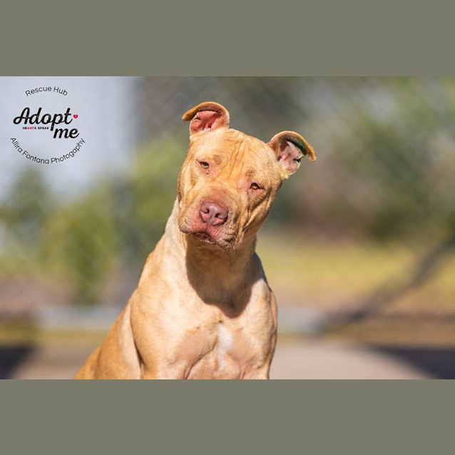 Photo of Tessa (Hcc 279)  