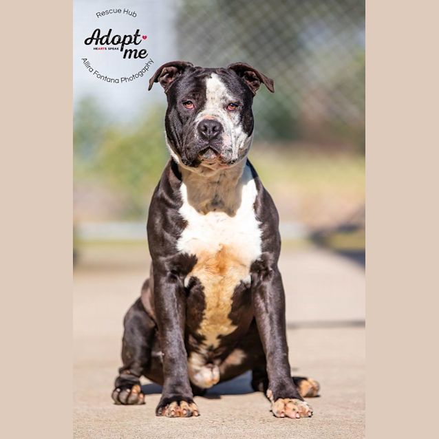 Photo of Panda (Pcc 412)