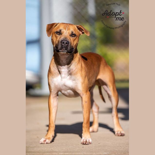 Photo of Ace (Pcc 421)  