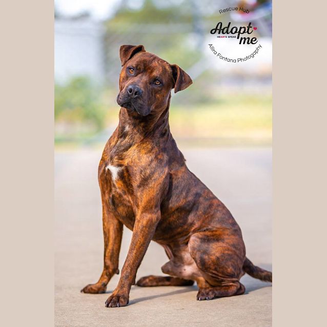 Angus (Hcc 272) - Large Male Amstaff x Rottweiler Mix Dog in NSW - PetRescue