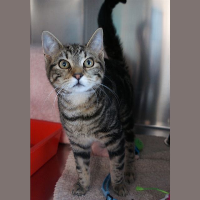 Photo of Dexter