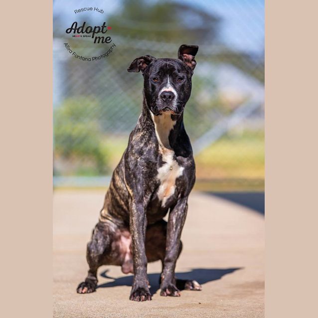 Photo of Trigger (Hcc 282)