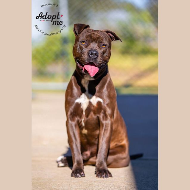 Photo of Julius (Pcc 468)