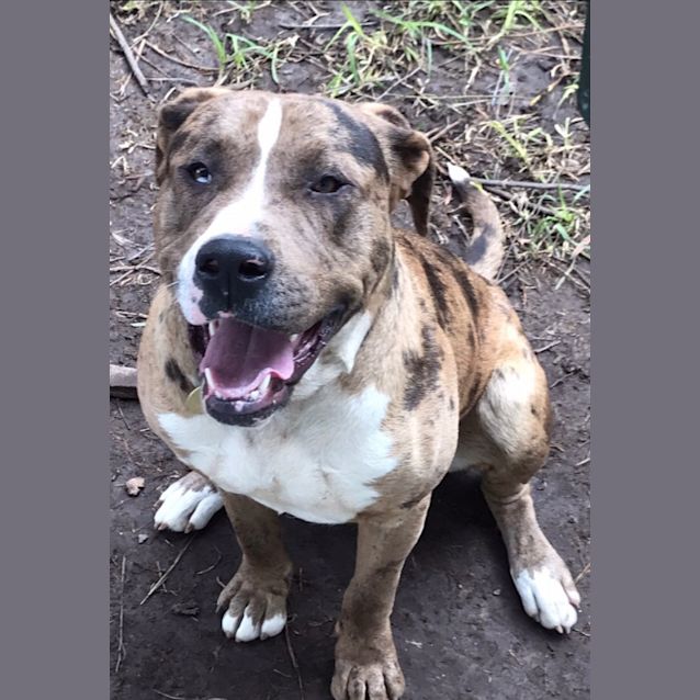 Photo of Squirrel.. Cat And Dog Friendly Big Boy