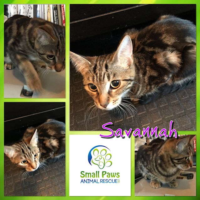 Photo of Savannah