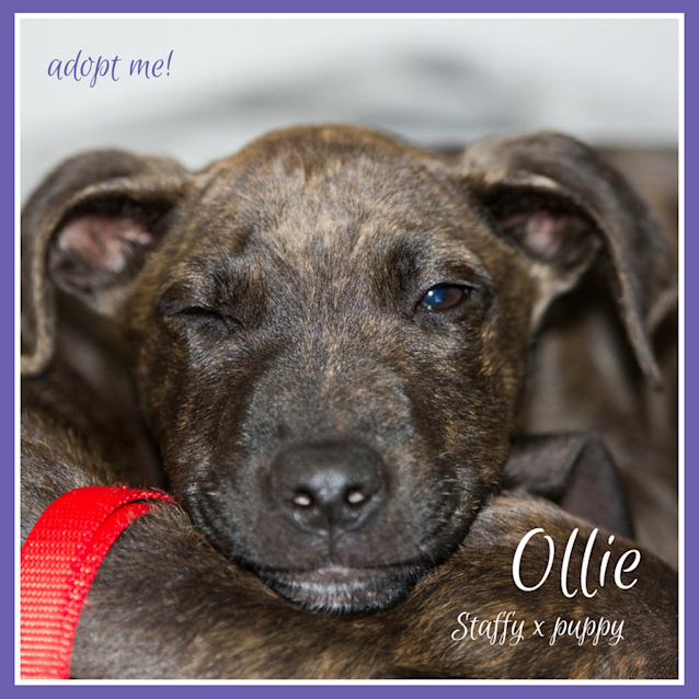Photo of Ollie ~ Staffy X Puppy (On Trial 23/9/18)