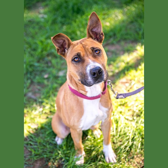 Photo of Pepper