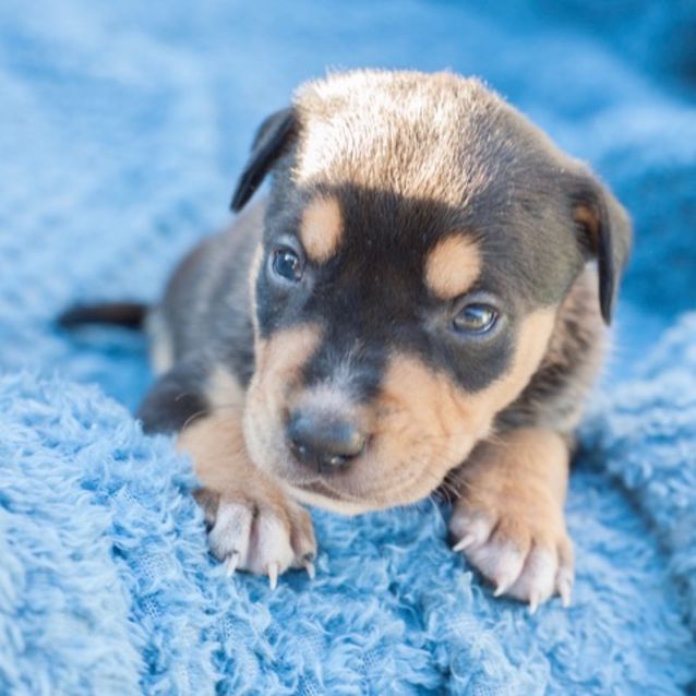 Photo of Parker D391   Adoption Pending