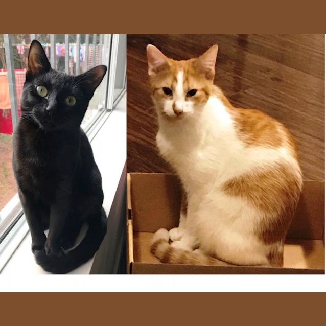 Photo of Luna And Lucy