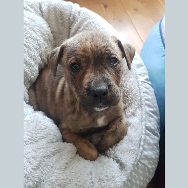 Photo of Pretty Pebbles! 