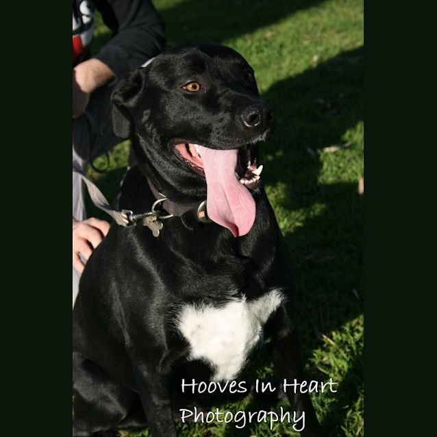 Photo of **On Trial** Romeo