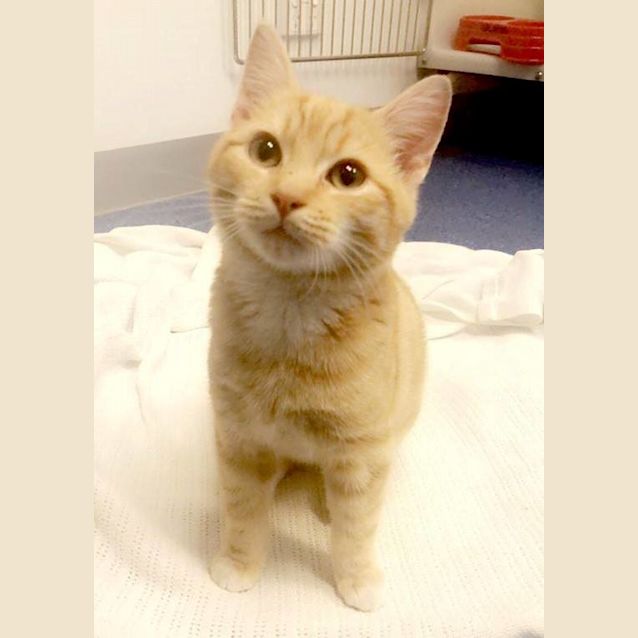 Photo of Eddie The Ginger Ninja Kitty!