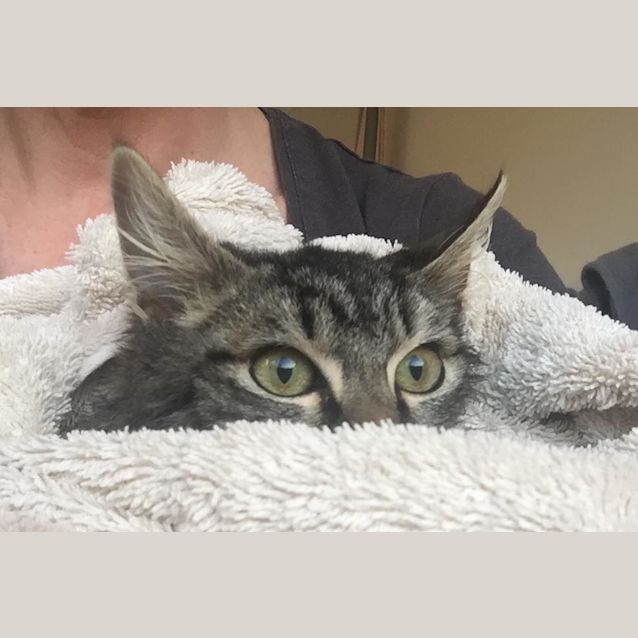 Photo of Benny Boy The Fluffy Tabby Kitty!