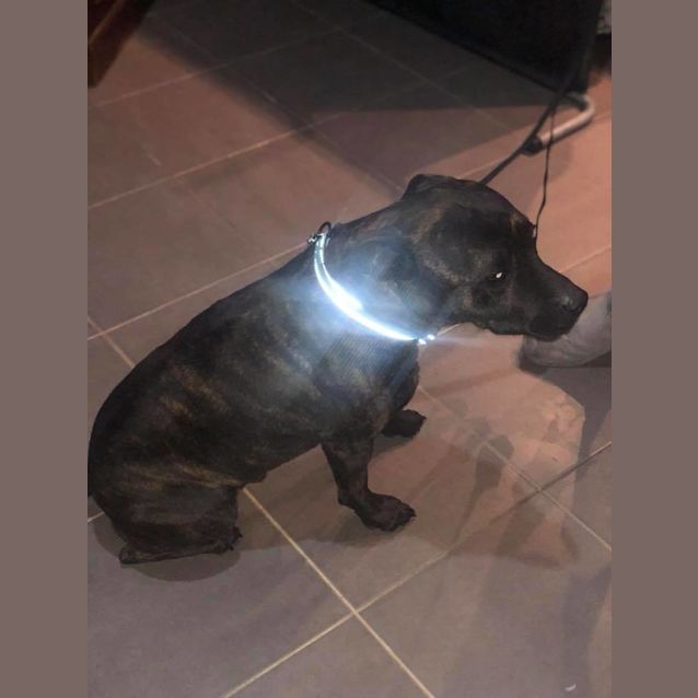 Photo of Rocco
